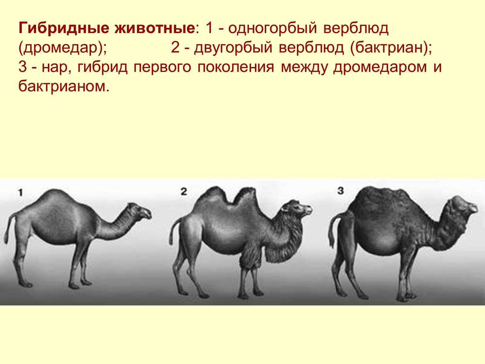 Гибрид двугорбого и одногорбого верблюда