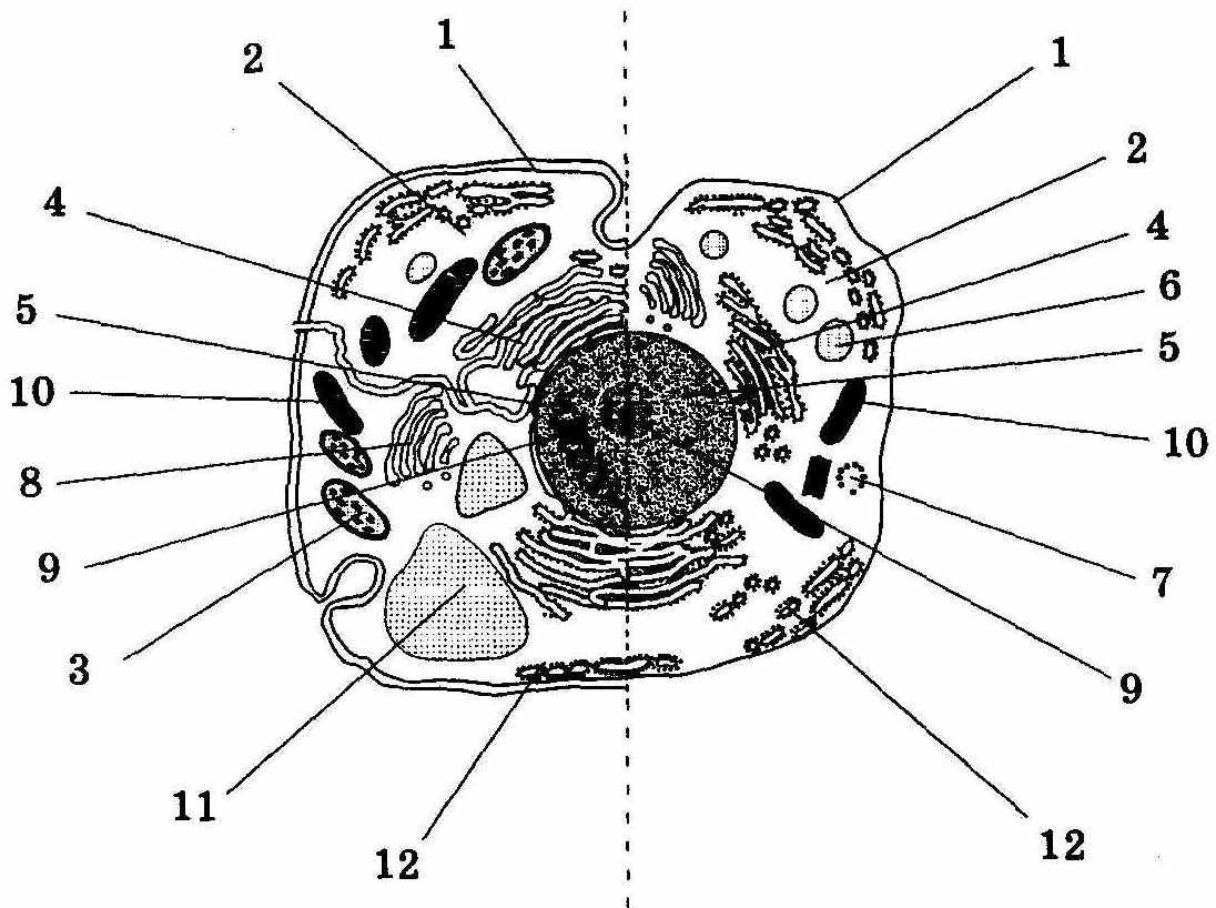 Органоиды животной клетки схема
