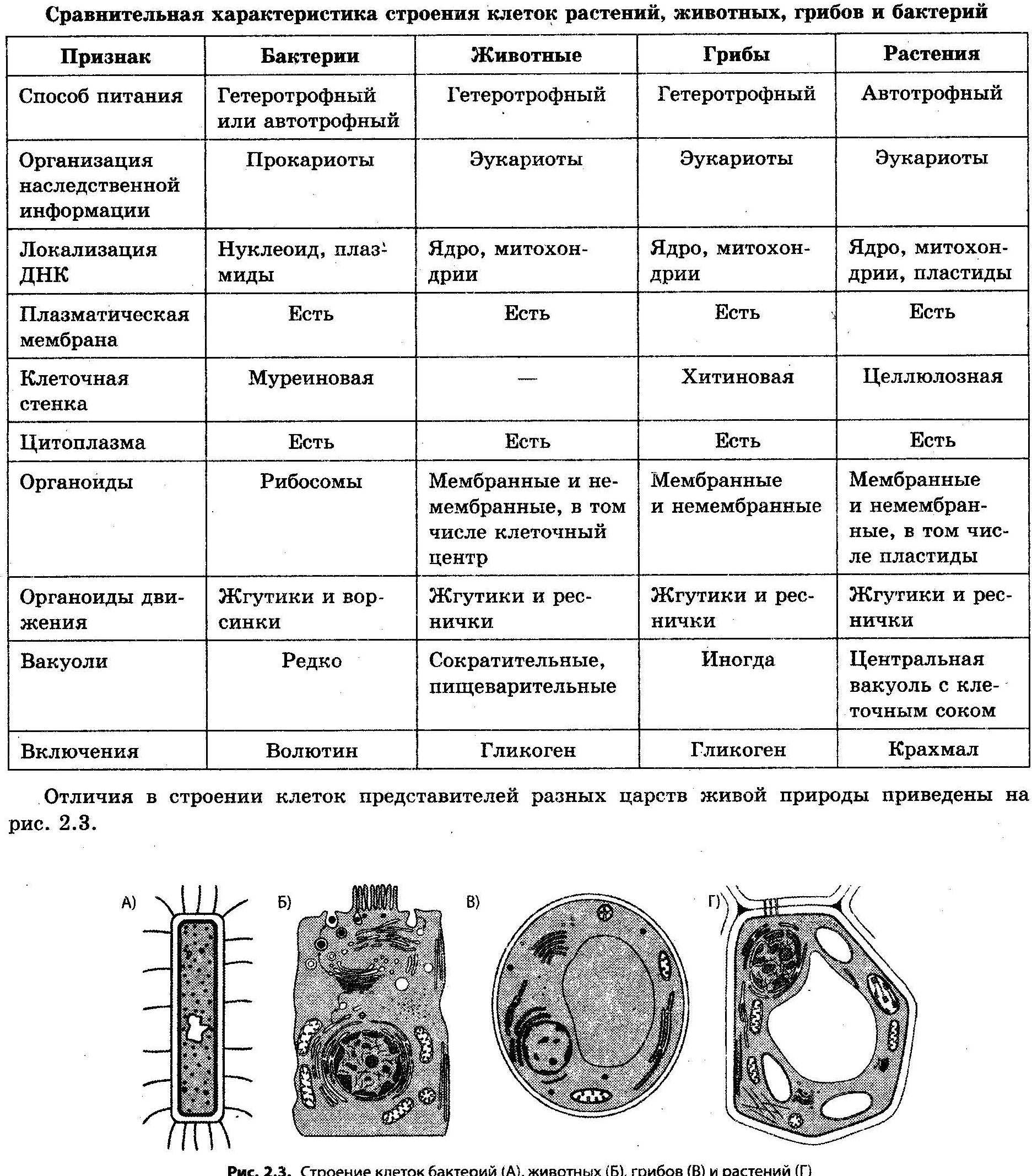 Таблица органоидов клеток грибов, бактерий, растений и животных