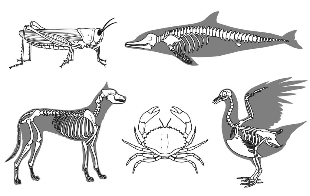 Приспособление позвоночного животного. Эндоскелет позвоночных. Эндоскелет хордовых. Эволюция скелета позвоночных. Эволюция скелета хордовых.