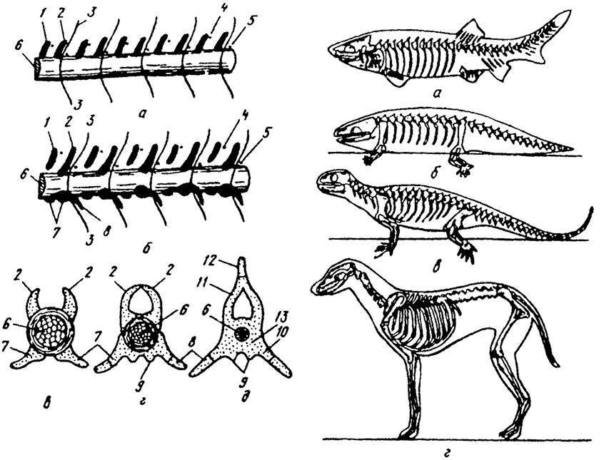 Филогенез скелета позвоночных животных. Филогенез скелета хордовых. Эволюция скелета позвоночных. Эволюция осевого скелета хордовых.