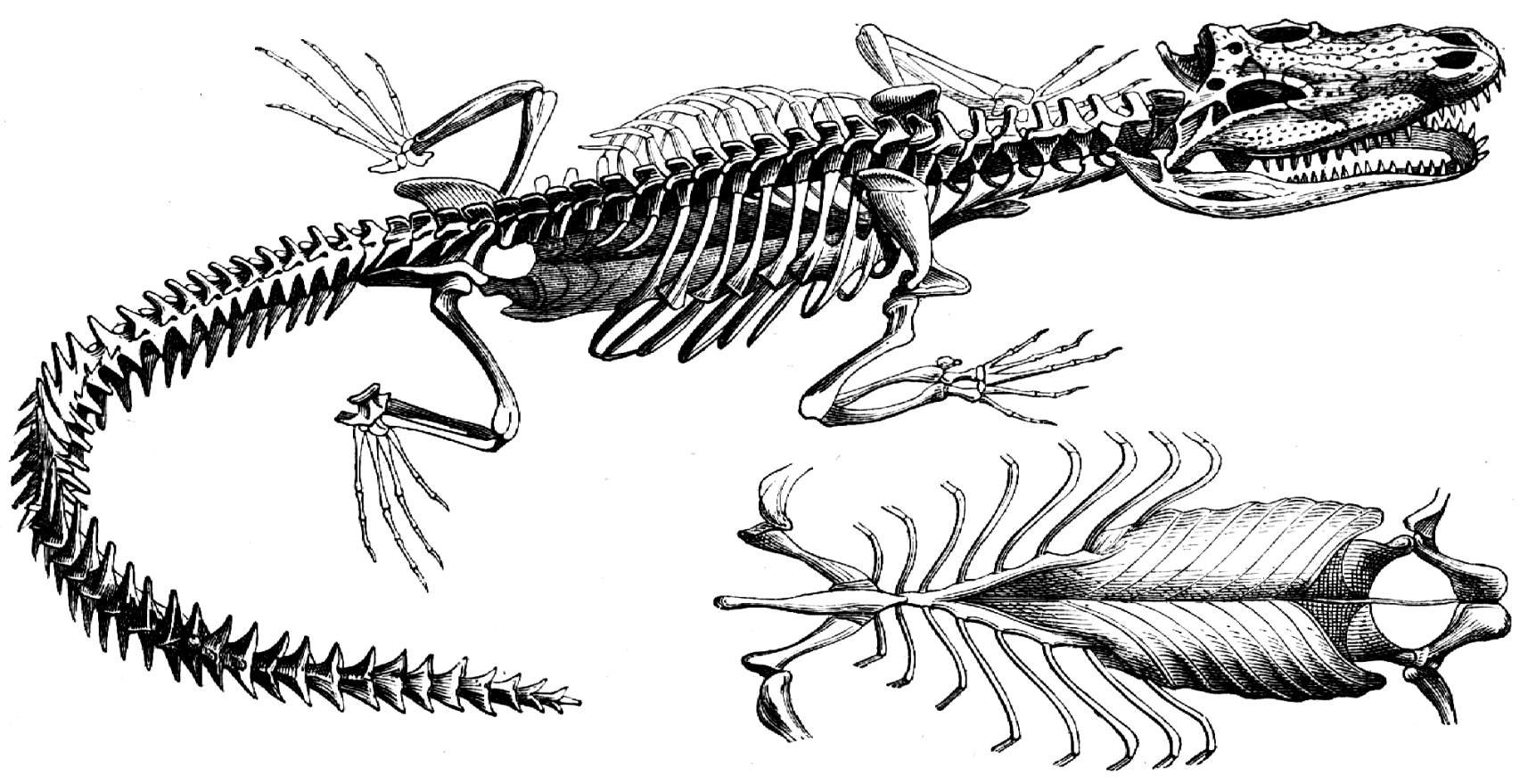 Скелет нильского крокодила