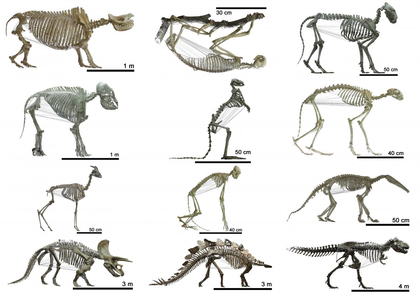 Эволюция скелета позвоночных