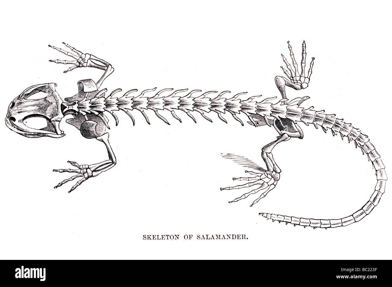Обыкновенный Тритон скелет