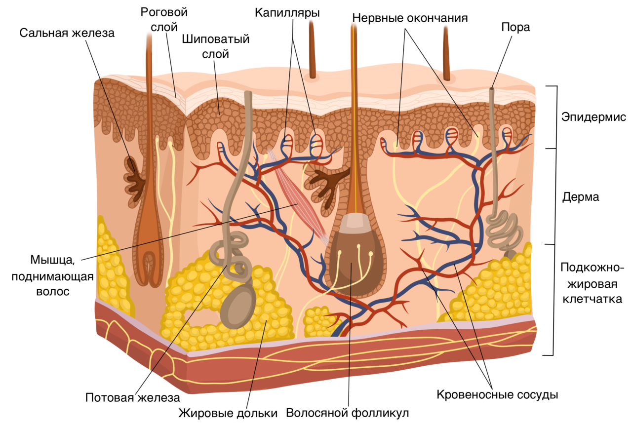 Опорная функция кожи. Эпидермис дерма подкожная клетчатка. Кожа состоит из 3 слоев эпидермис дерма и гиподерма. Строение эпидермиса кожи человека схема. Кожа схема эпидермис дерма.