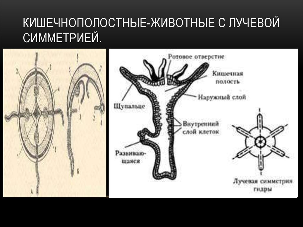 Радиальная симметрия диффузная нервная система анаэробное. Кишечнополостные животные. Кишечнополостные живот. Кишечнополостные названия. Тип Кишечнополостные животные.