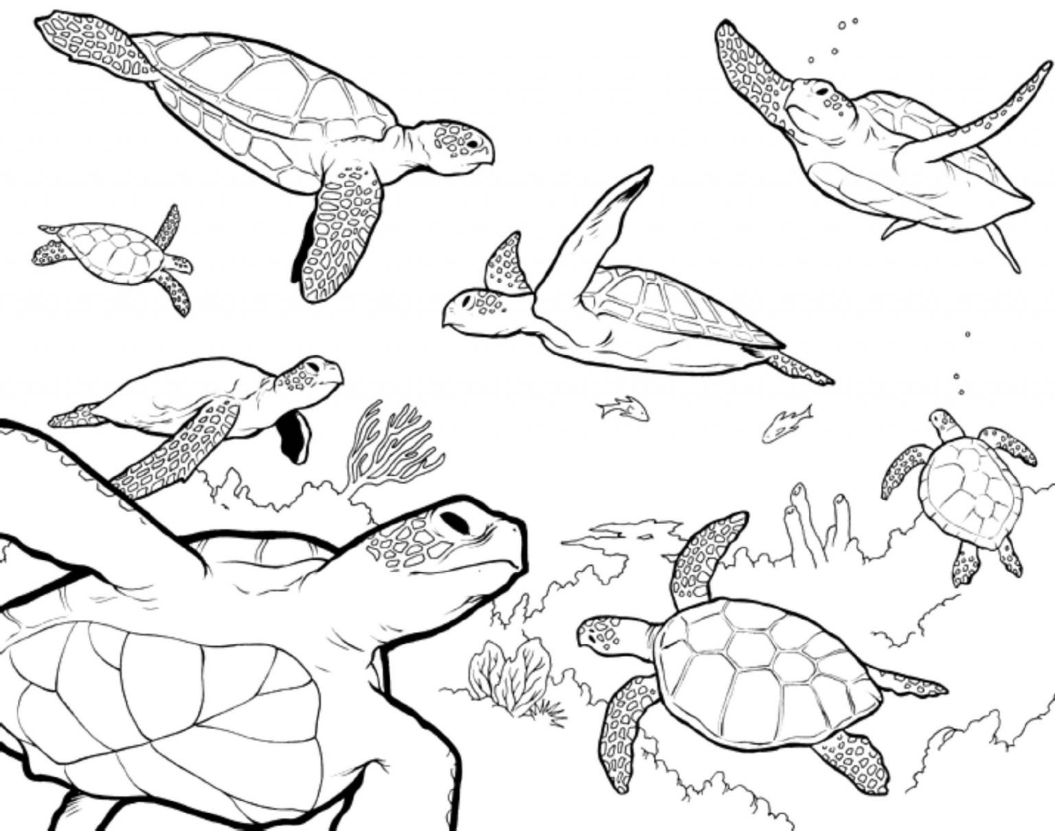 Раскраска морские обитатели черепаха