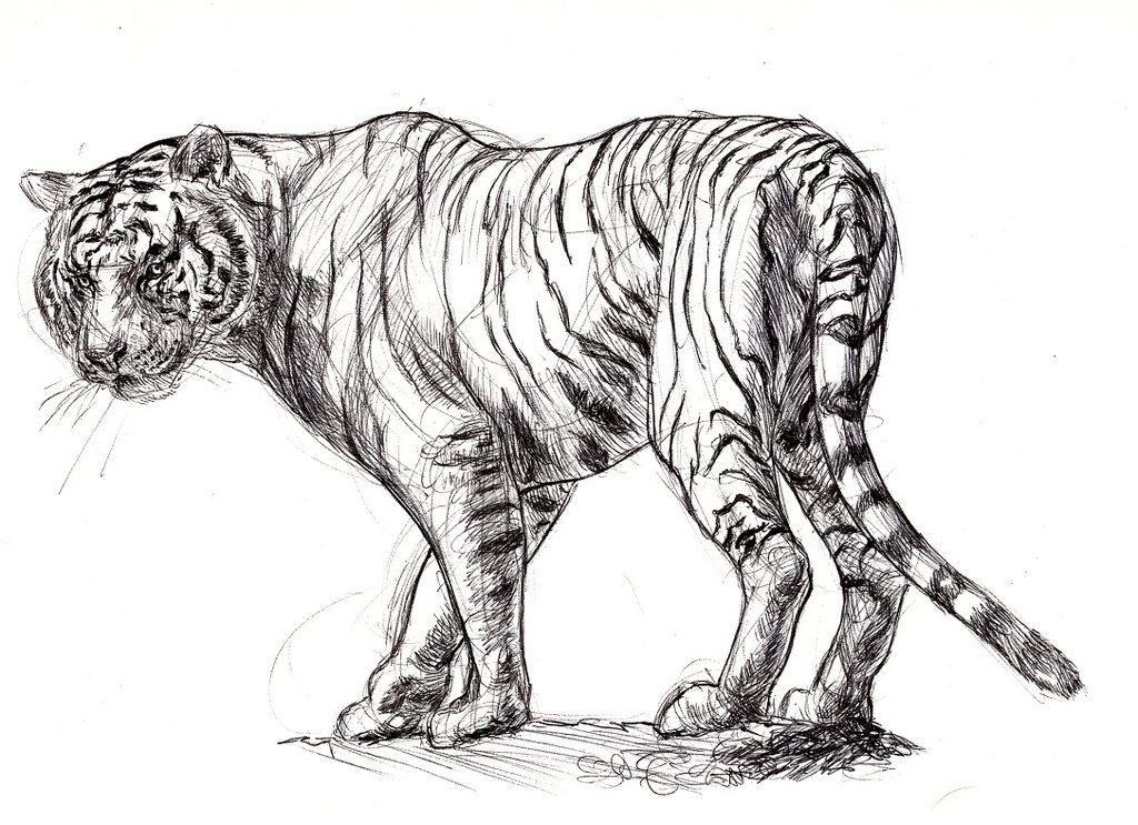 Нарисовать рисунок тигра