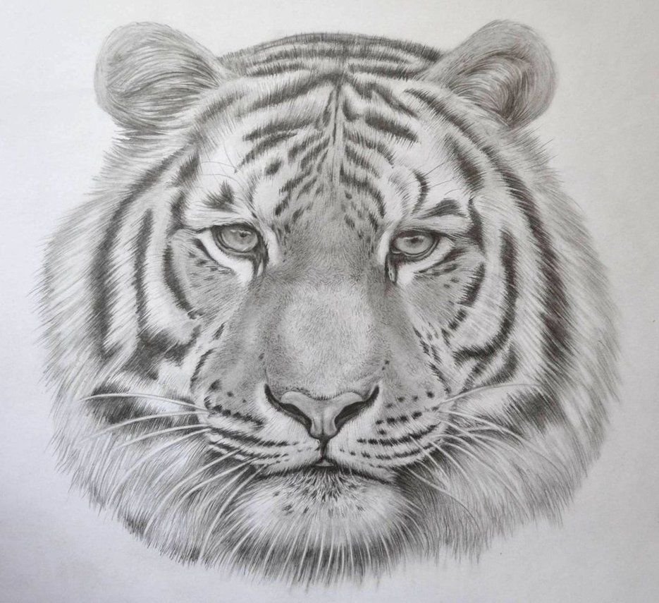 Рисунки тигров карандашом