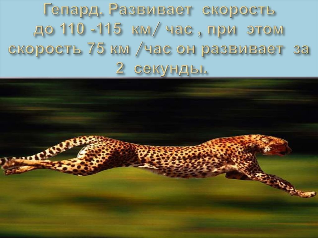 Сколько скорость гепарда. Скорость гепарда км/ч. Максимальная скорость Гепар. Максимальная скорость гепарда. Гепард скорость бега км/ч.