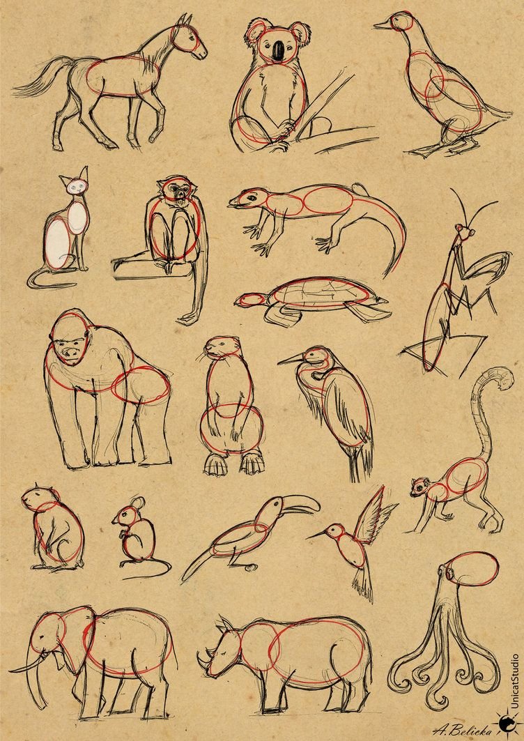 Рисунки всяких животных
