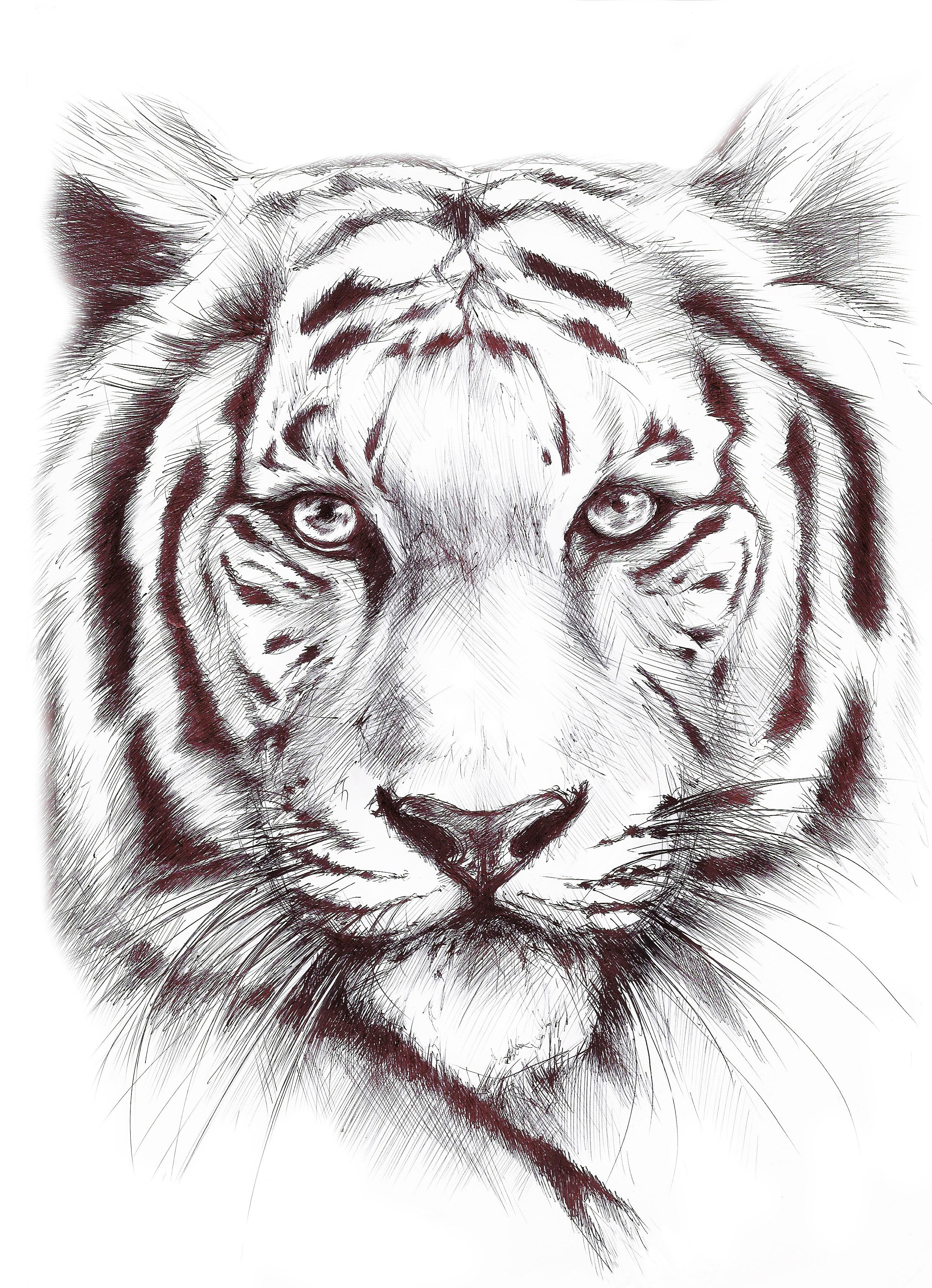 Морда тигра карандашом