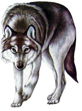 Рисование животных Карелии