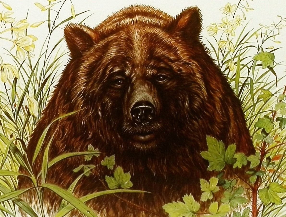 Нарисовать красивого медведя
