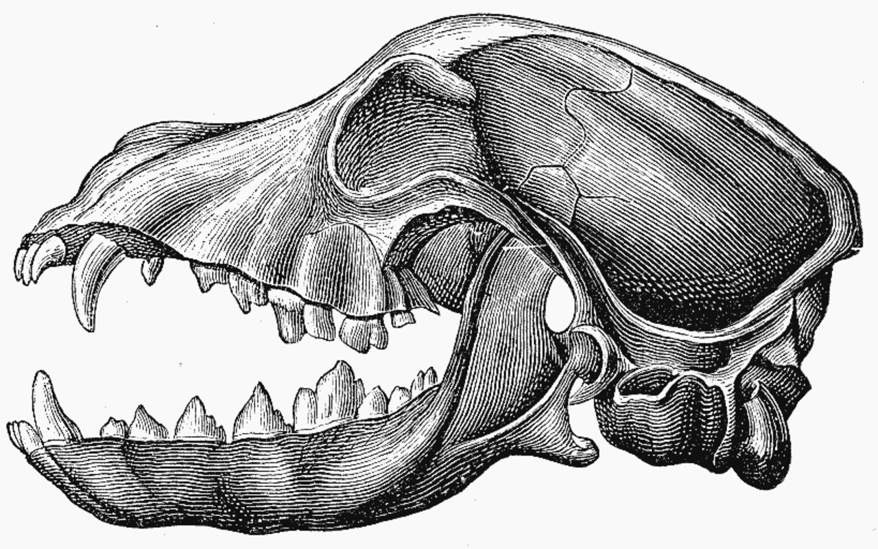 Череп ящерицы и череп собаки назовите отличия. Строение челюсти млекопитающих. Зубная система хищных млекопитающих. Череп млекопитающих. Строение черепа собаки.