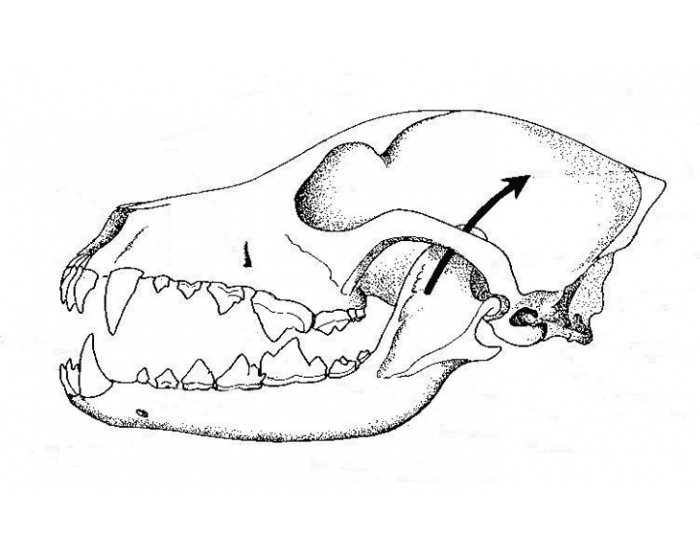 Сравните череп ящерицы и череп собаки. Черепной скелет млекопитающих. Зубная система сумчатых. Зубная система хищных млекопитающих. Строение челюсти млекопитающих хищных.