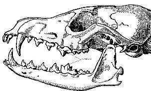 Зубная система насекомоядных млекопитающих