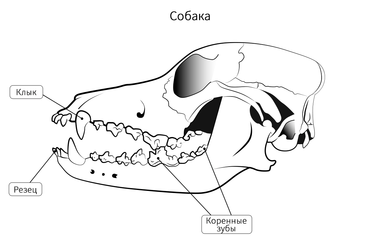 Дифференциация зубов млекопитающих. Строение зубов у травоядных и хищных млекопитающих. Строение зубов млекопитающих биология 7 класс. Строение челюсти млекопитающих хищных. Строение черепа хищных млекопитающих.