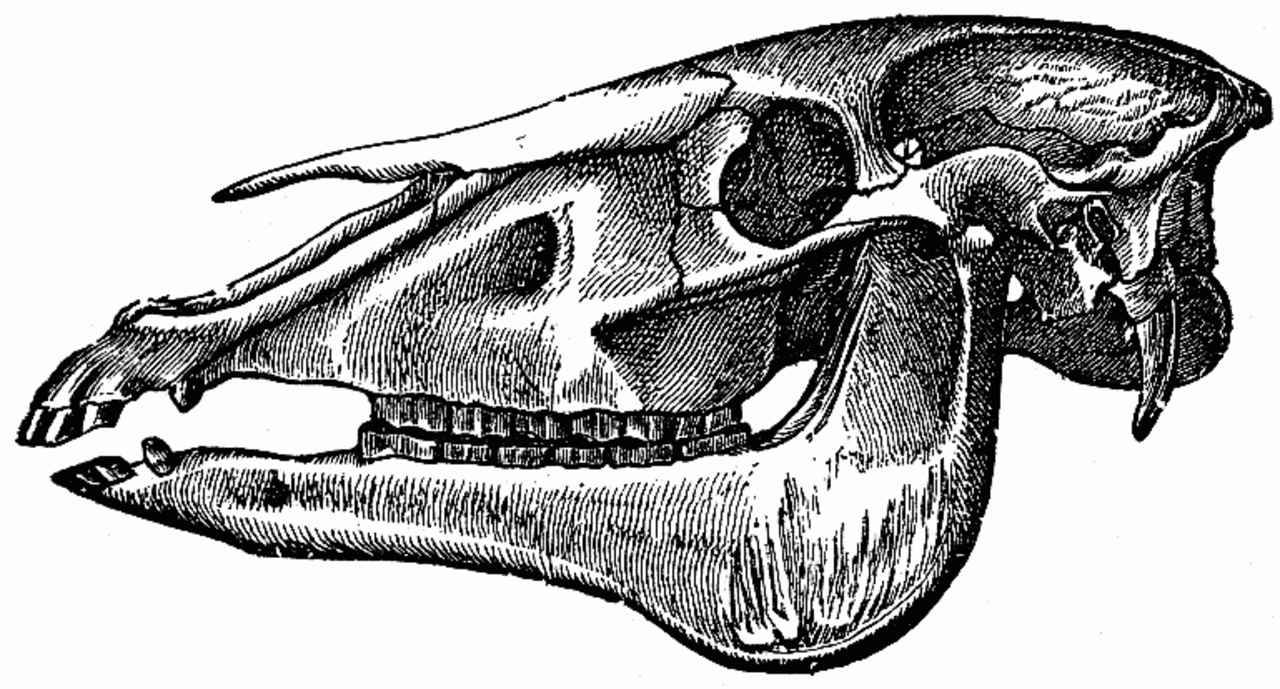 Изучите строение черепа млекопитающего. Отряд парнокопытные череп. Отряд непарнокопытные череп. Скелет череп лошади анатомия. Строение черепа непарнокопытных.