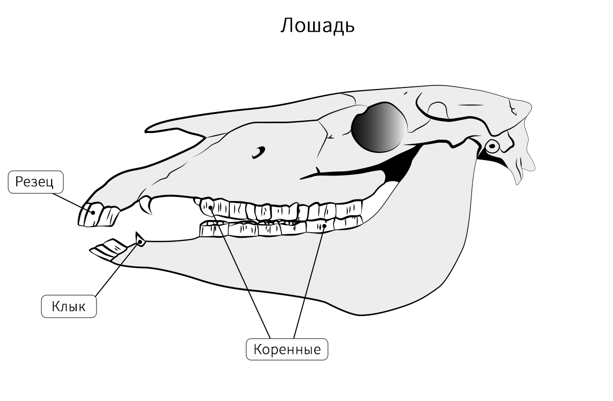 Зубы парнокопытных. Зубная система хищных млекопитающих. Зубы травоядных строение. Строение черепа травоядного животного. Строение зубов хищных млекопитающих.