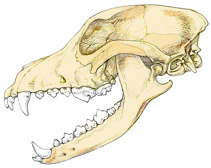 Кости черепа собаки. Сравните череп ящерицы и череп собаки