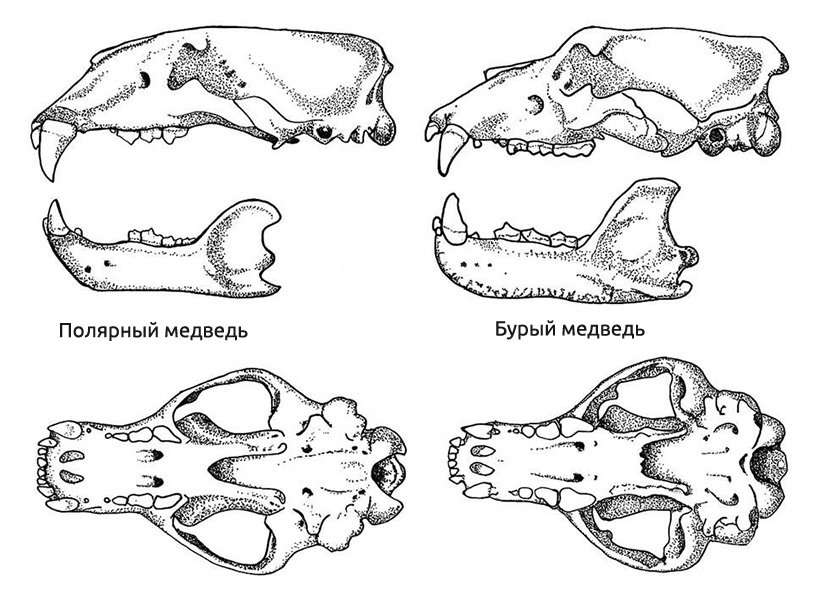 Отличия черепа ящерицы и собаки. Строение челюстей бурого медведя. Строение скелета бурого медведя. Череп волка вид сбоку. Анатомия бурого медведя скелет.