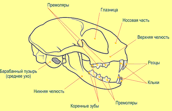 Изучите строение черепа млекопитающего обратите внимание. Строение черепа хищных млекопитающих. Скелет черепа млекопитающих схема. Строение зубов млекопитающих. Череп кошки анатомия.