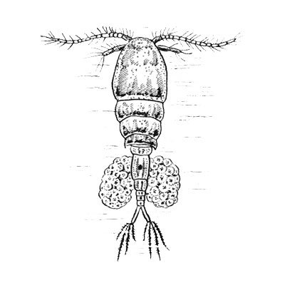 Веслоногие личинка