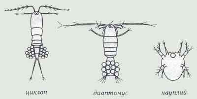 Самка циклопа