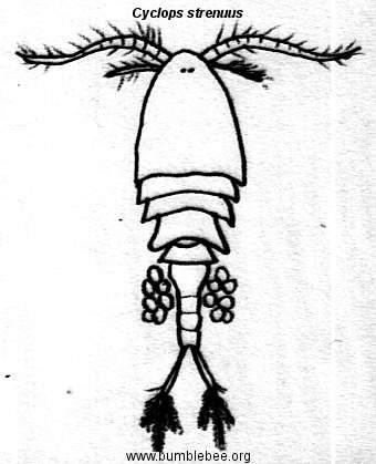 Циклоп ракообразные рисунок