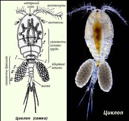 Циклоп ракообразные строение