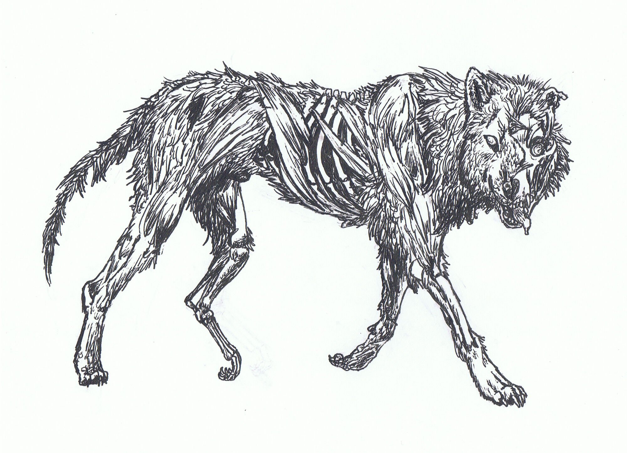 Скелет волка для рисования