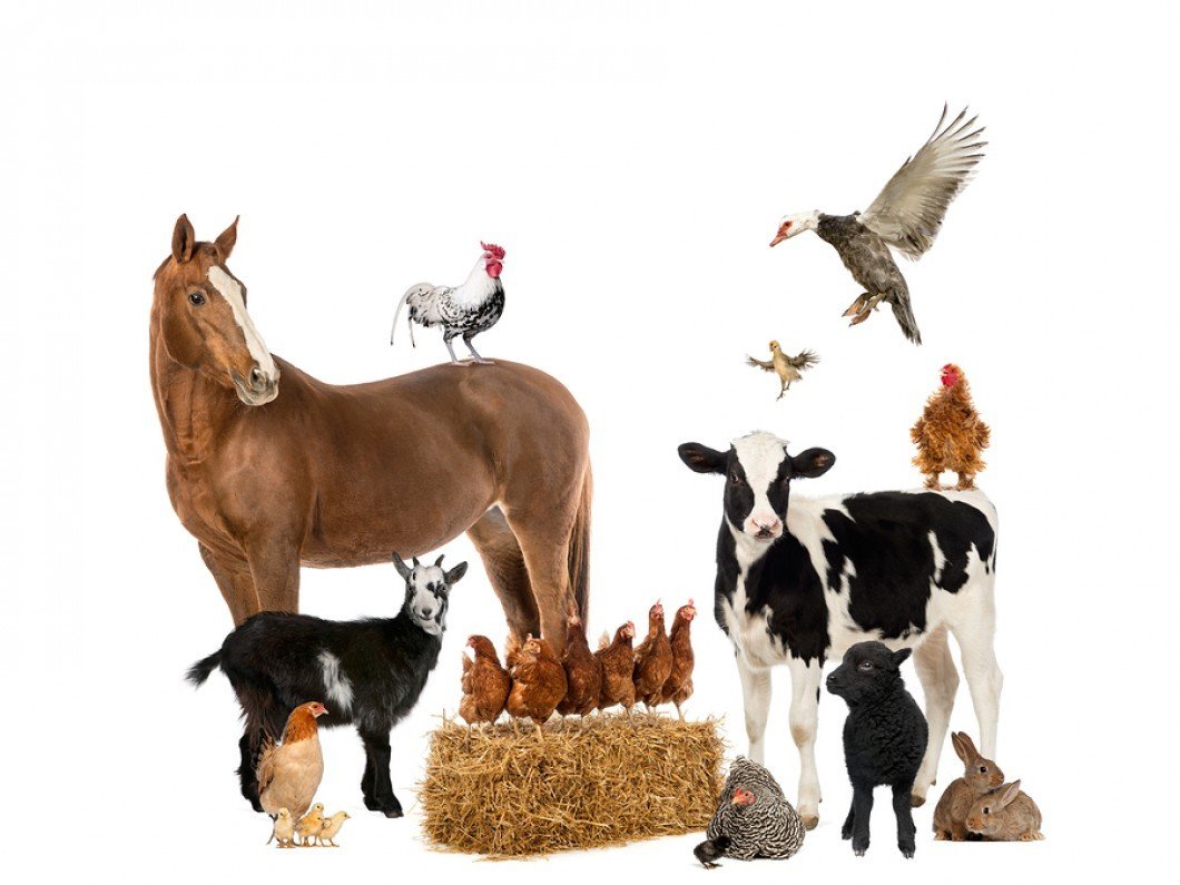 Сельскохозяйственные животные и птицы