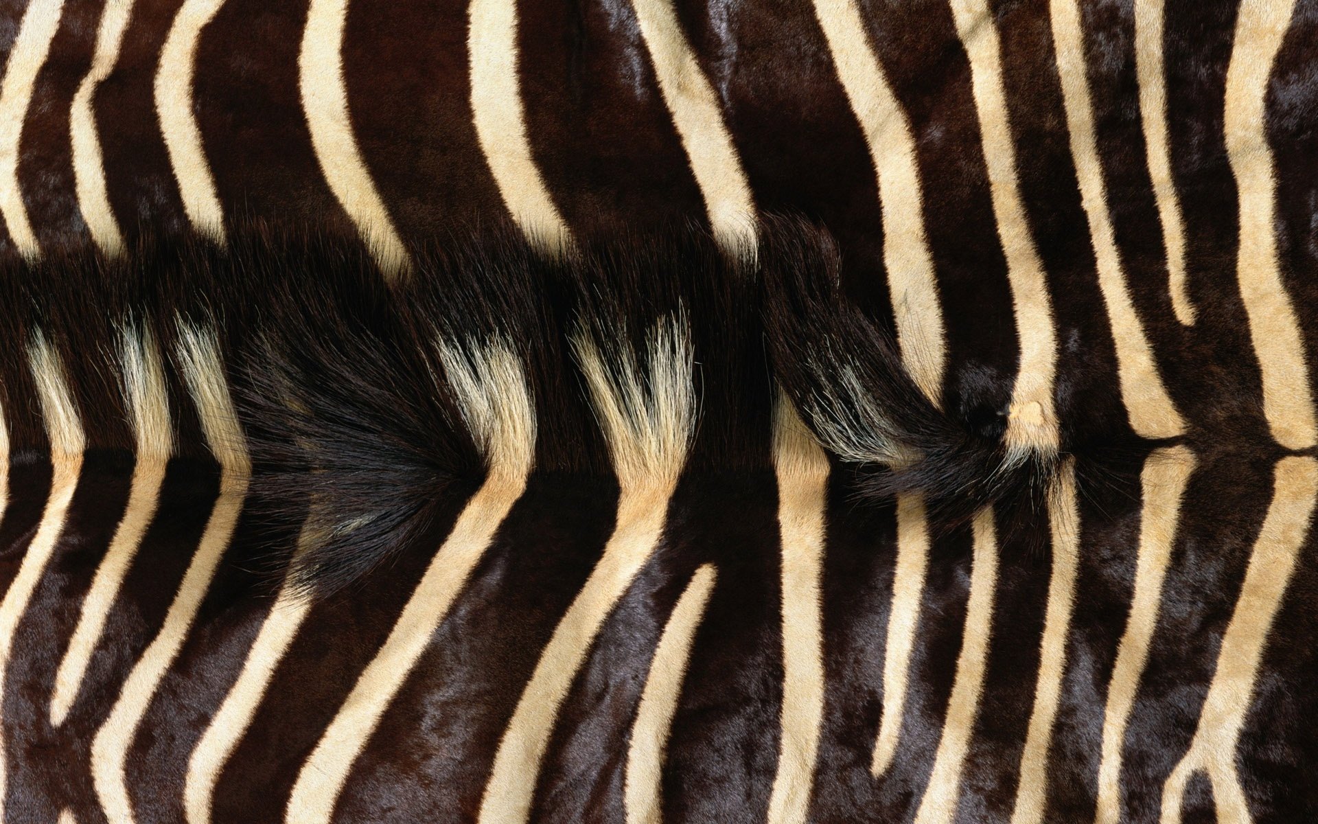 Фактура шерсти зебры