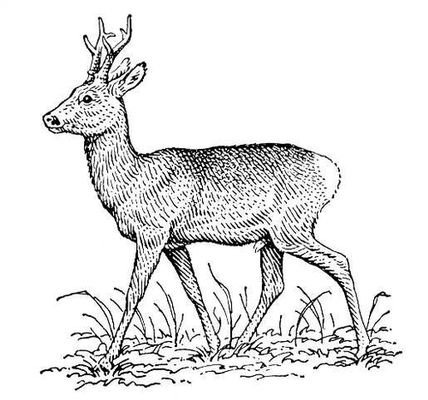 Животные свердловской области рисунок (49 фото)