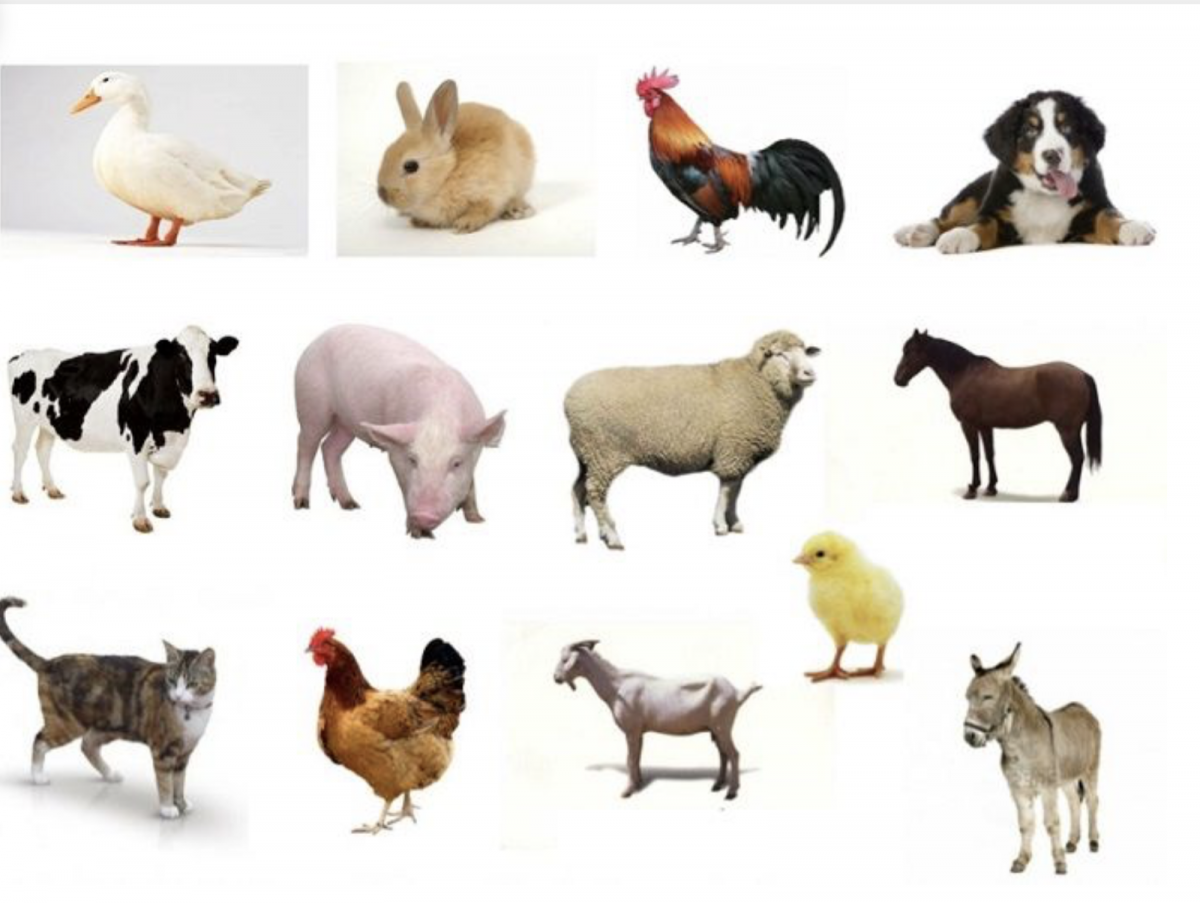 Домашние животные сравнение. Домашние животные. Домашние животные для детей. Малыши. Домашние животные. Животные на ферме.
