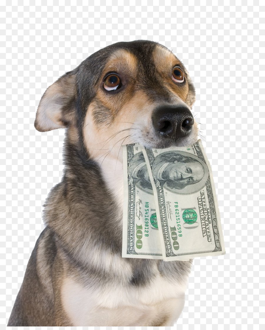Money pet. Собачьи деньги. Купюры с собаками. Щенок с деньгами. Выпрашивает деньги с собакой.