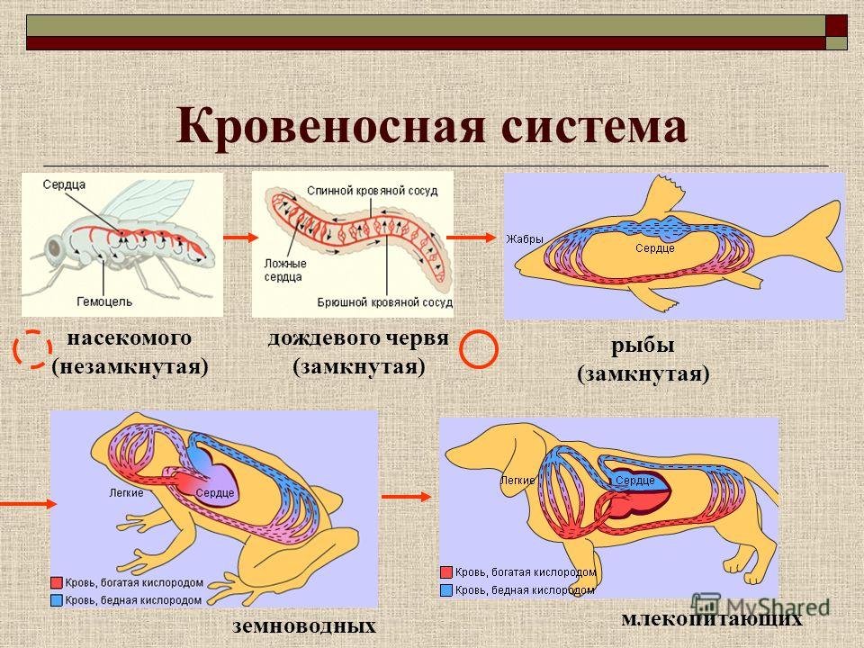 Круги кровообращения червей. Замкнутая и незамкнутая кровеносная система у животных. Кровеносная система жи. Органы кровеносной системы животных. Кровеностные система животных.