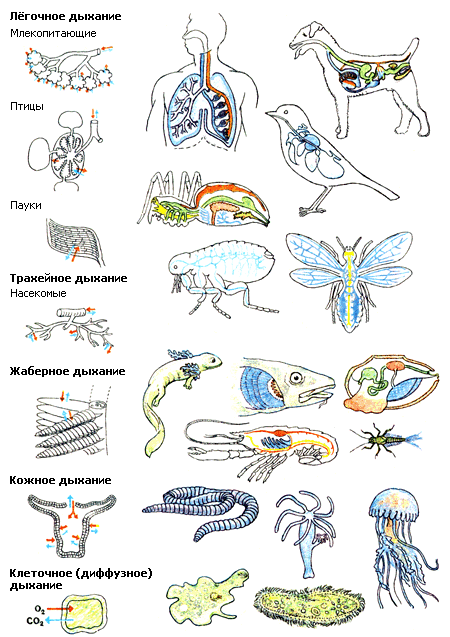 Нарисовать живой организм. Эволюция систем органов животных дыхательная система. Эволюция дыхательной системы беспозвоночных. Эволюция дыхательной системы системы животных. Дыхательная система животных Эволюция и развитие.