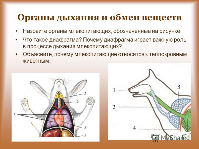 Последовательность процессов дыхательных движений у млекопитающих. Схема строения дыхательной системы млекопитающих кролик. Дыхательная система кролика схема. Внутреннее строение кролика дыхательная система. Дыхательная система млекопитающих кролик.