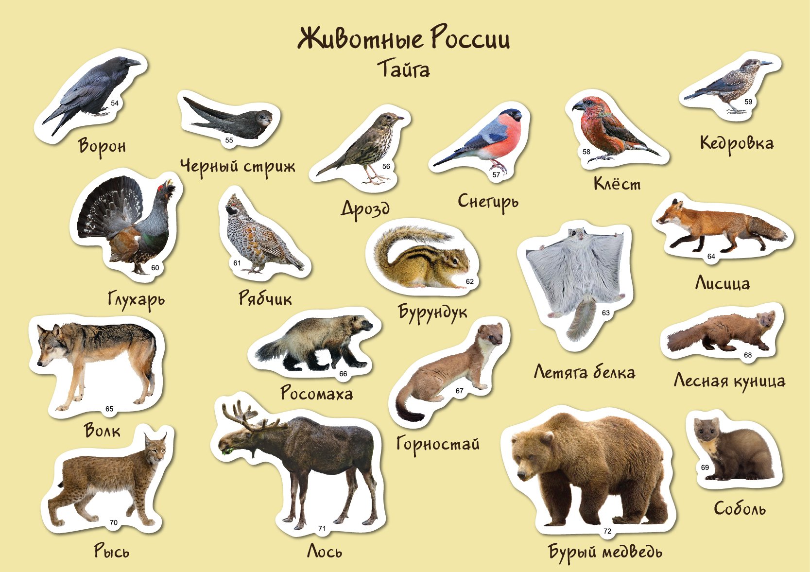 Животные проживающие в России