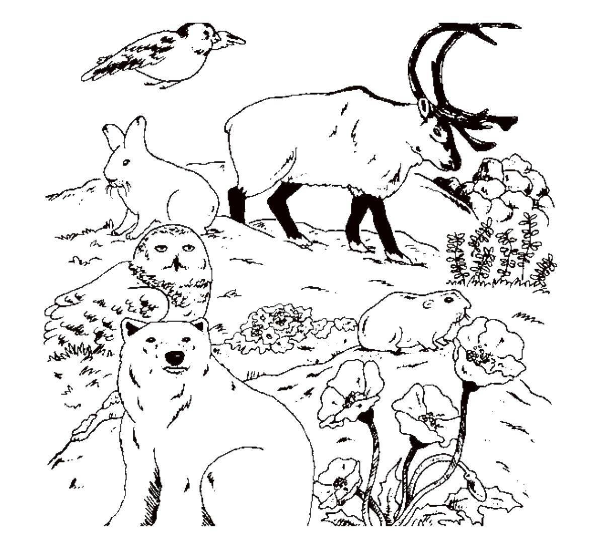 Животные тундры раскраска для детей