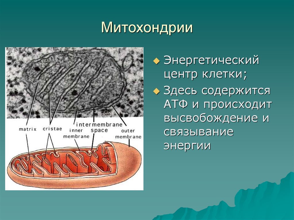 Строение ядра митохондрии