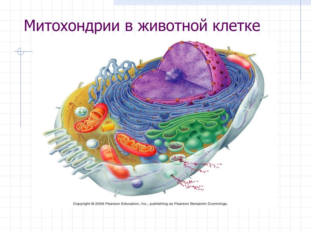 Плотное образование внутри клетки. Строение ядра митохондрии. Ядро клетки и митохондрии. Ядро митохондрии пластиды. Строение митохондрии клетки животного.
