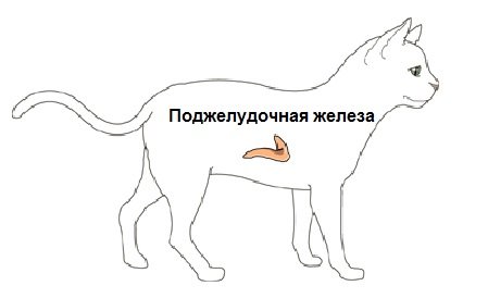 Поджелудочная железа кошки анатомия