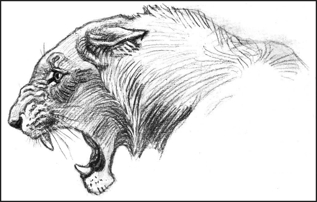 Нисходящий лев. Эскизы животных. Животные карандашом. Рисунки карандашом животные. Наброски зверей.