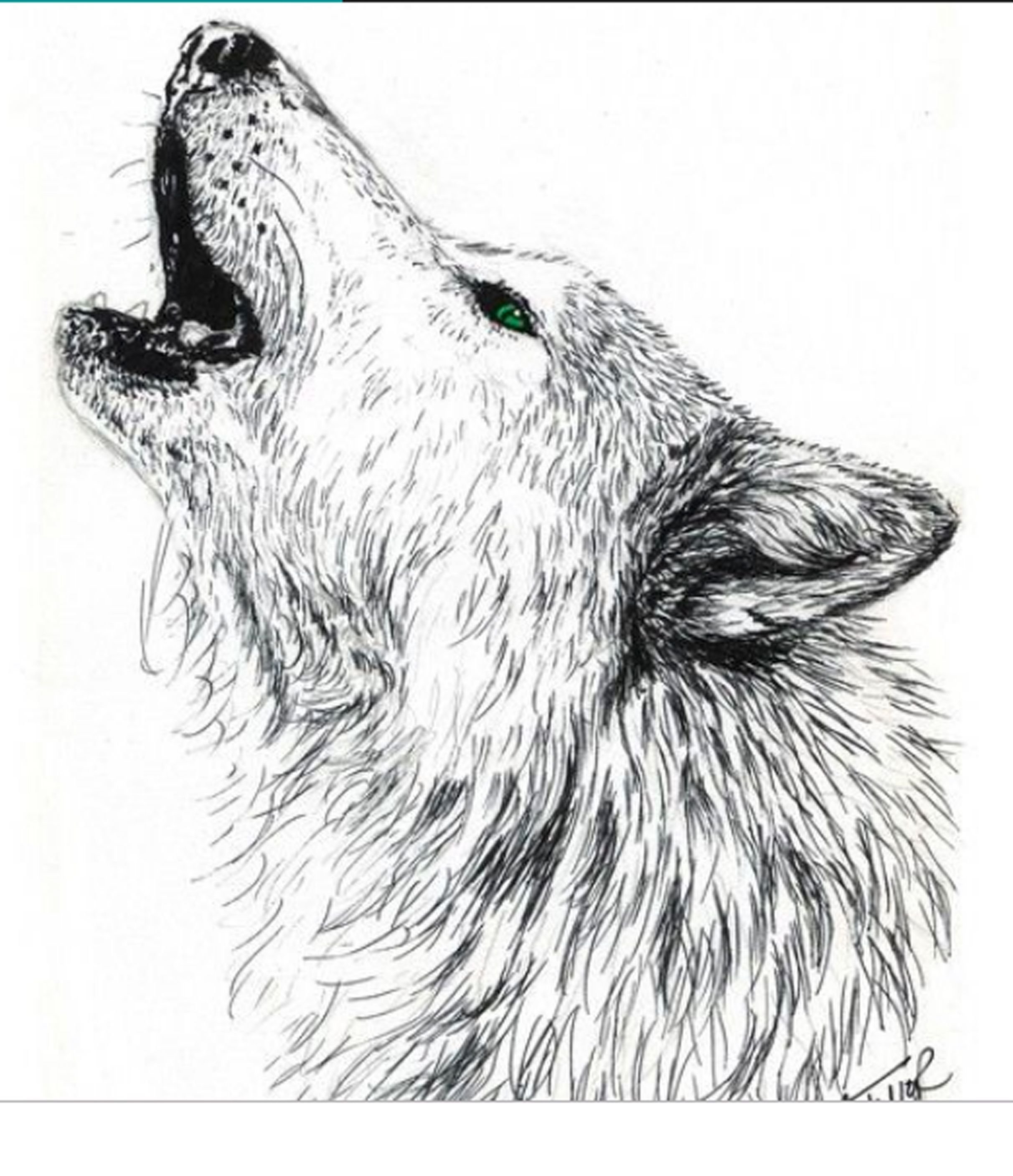 Голова волка карандашом