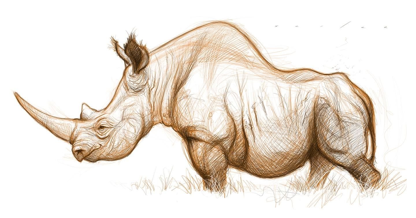 Шерстистый носорог референс