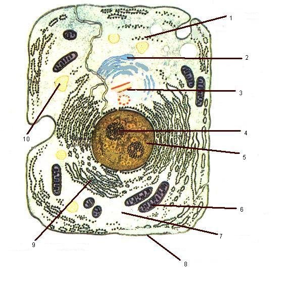 Зверь без клетки. Схематическое изображение животной клетки. Клетка эукариот рисунок без подписей. Строение животной клетки рисунок. Строение животной клетки без подписей.