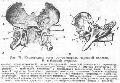 Строение височной и клиновидной кости у животных